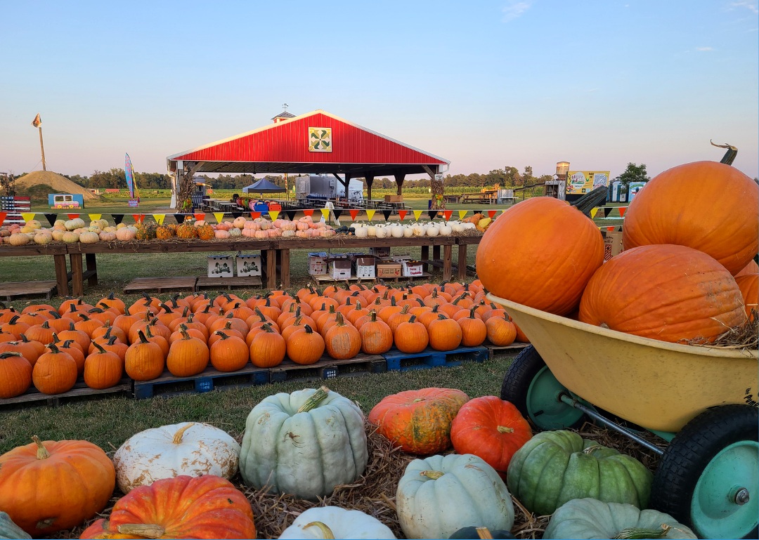 Where to find pumpkin patches and fall farm fun near Wilmington